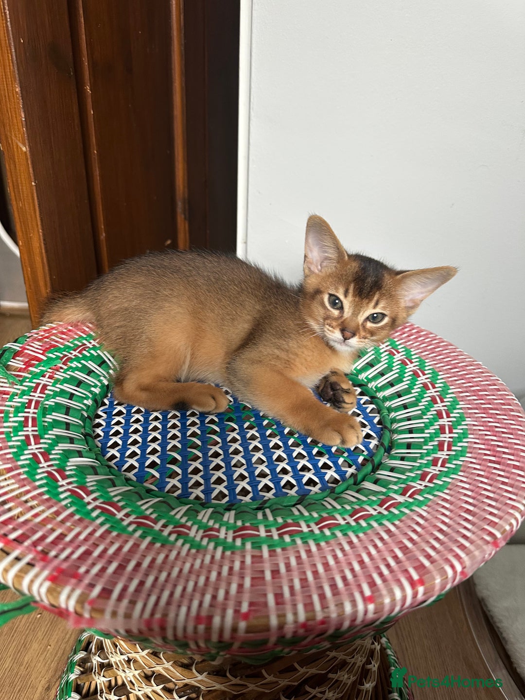 Abyssinian cats for sale: Pedigree Abyssinian kittens  - Advert 26