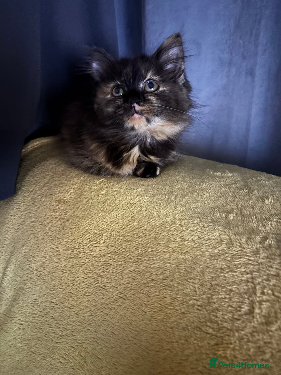 Mixed Breed cats for sale: READY NOW  - Advert 13