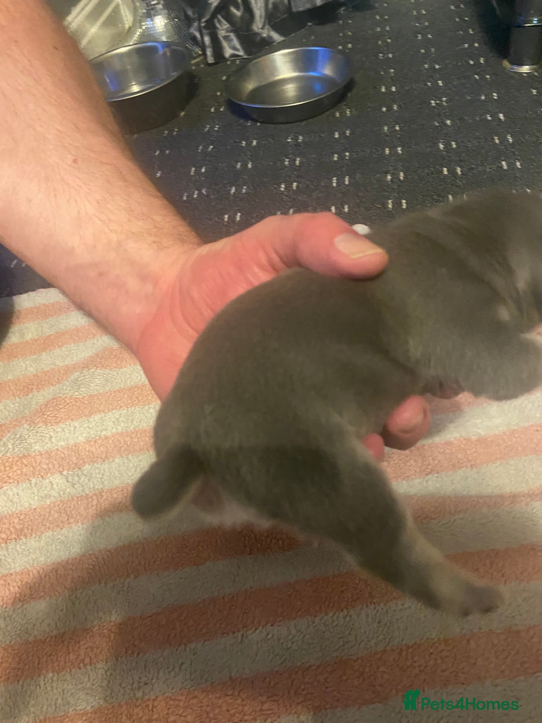 Mixed Breed dogs for sale: French bulldog/English bulldog - Advert 14