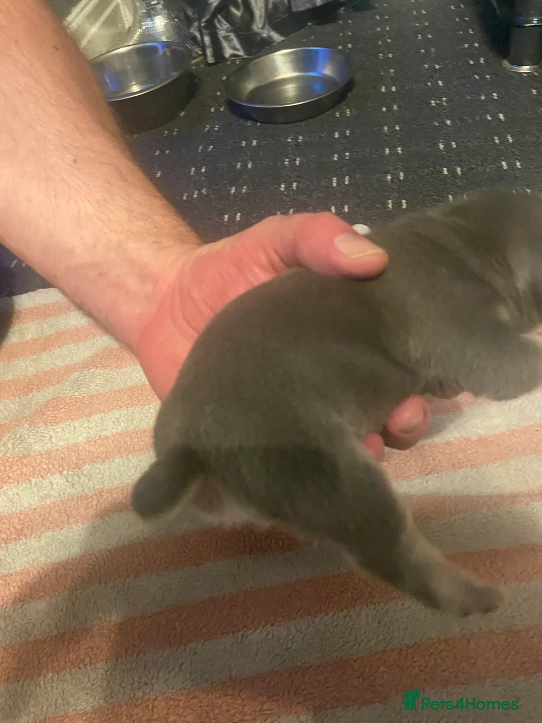 Mixed Breed dogs for sale: French bulldog/English bulldog - Advert 14