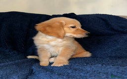 Golden Retriever dogs for sale: Golden retriever puppies🥰 - Image 10