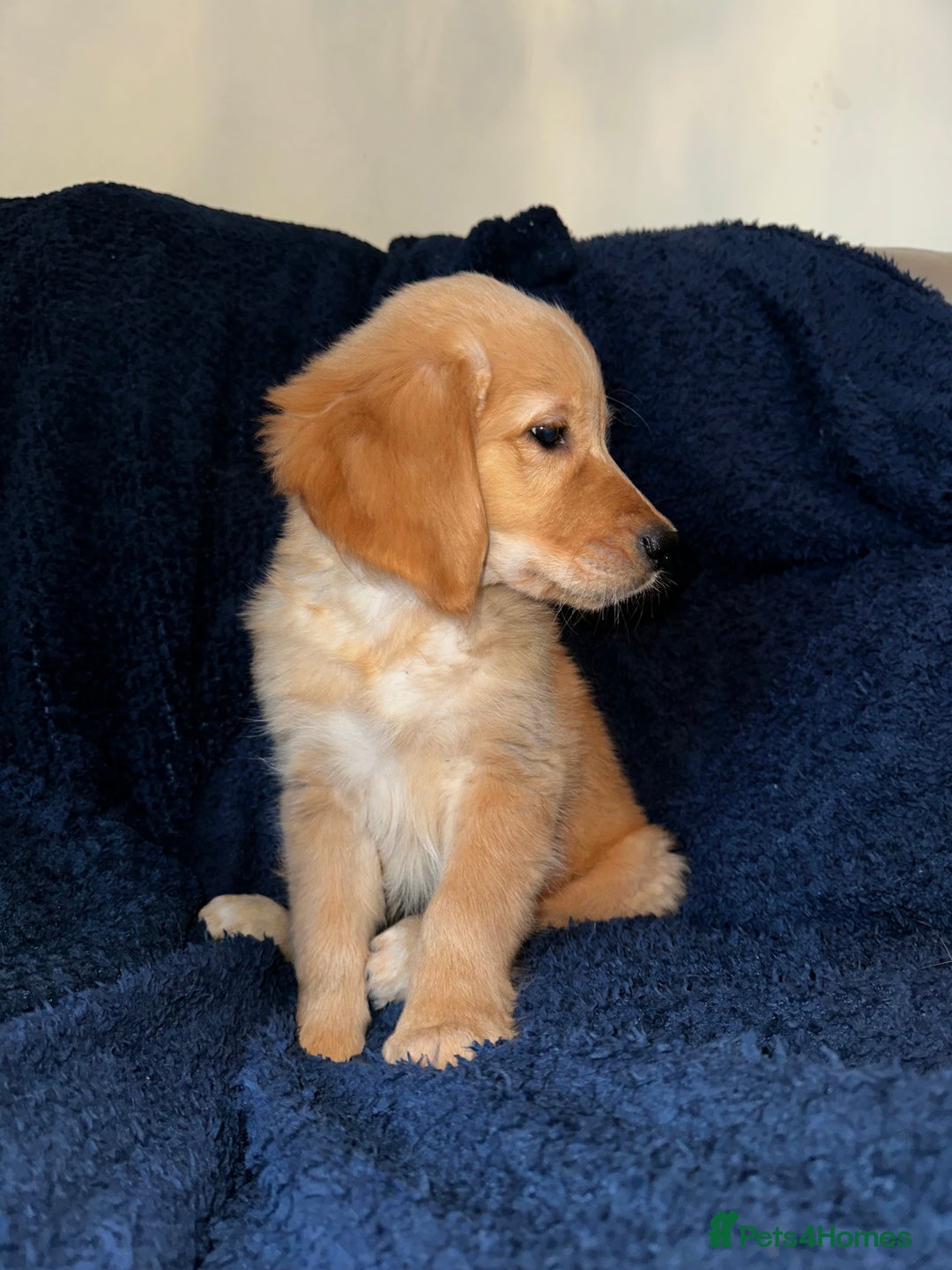 Golden Retriever dogs for sale: Golden retriever puppies🥰 - Image 10