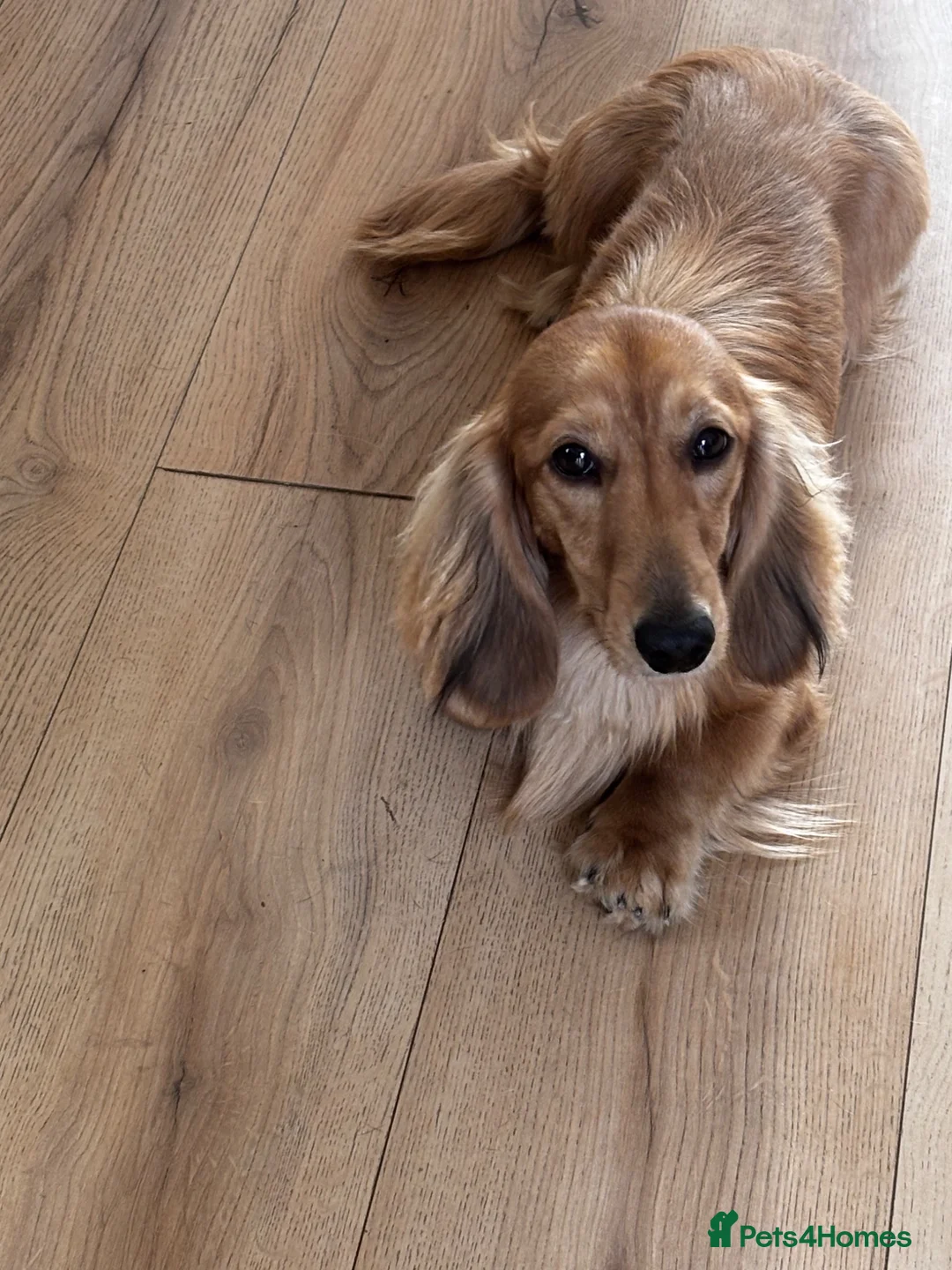 Miniature Dachshund dogs for stud: Stud service only  - Advert 2