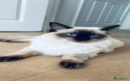 Ragdoll cats for stud: 🩵stormzy boy 🩵 - Image 7