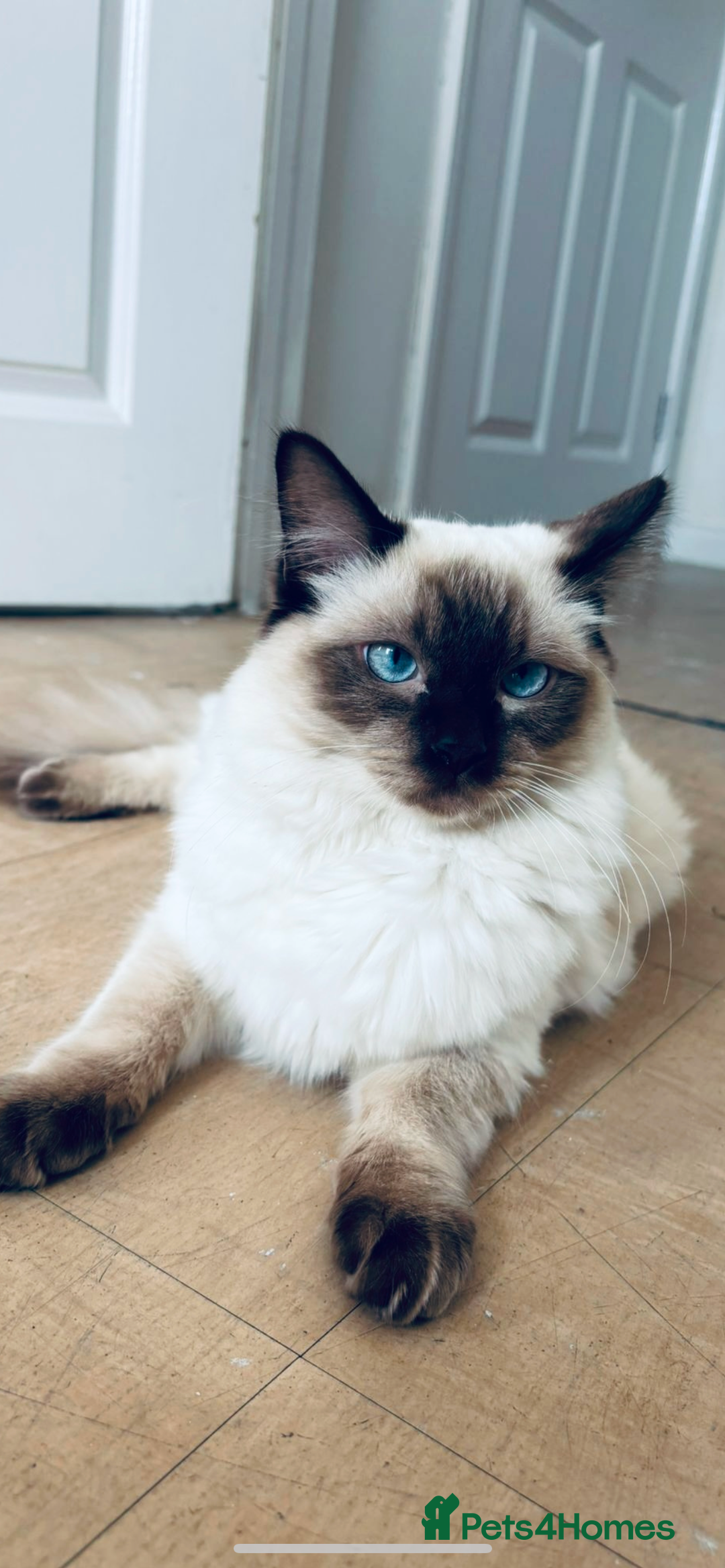 Ragdoll cats for stud: 🩵stormzy boy 🩵 - Image 7