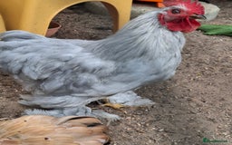 Chickens poultry for sale: Pekin Bantum Lavender Rooster - Image 3