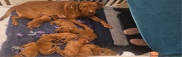 Labrador Retriever dogs for sale: KC Fox Red Labrador Puppys - Advert 2