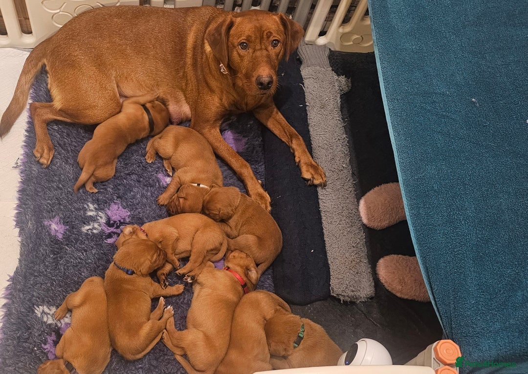 Labrador Retriever dogs for sale: KC Fox Red Labrador Puppys - Advert 2