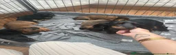 Miniature Dachshund dogs for sale: 5 Beautiful Miniature Dachshund Puppies  - Advert 3