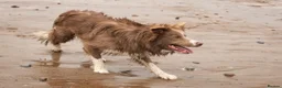 Border Collie dogs for stud: Lilac border collie for stud in Whitby - Advert 2