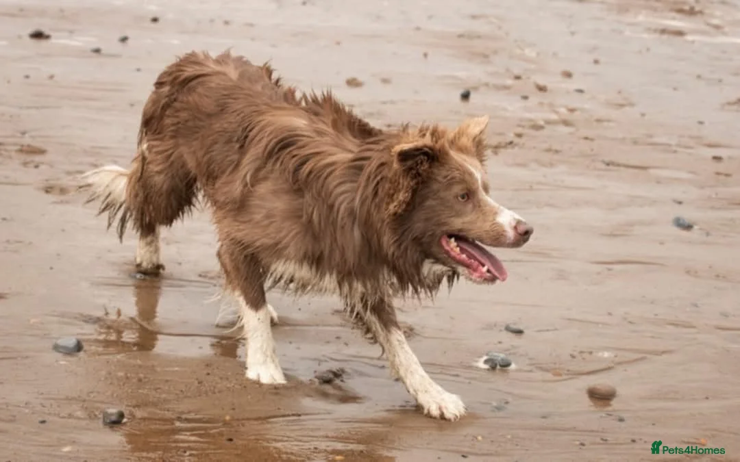 Border Collie dogs for stud: Lilac border collie for stud in Whitby - Advert 2