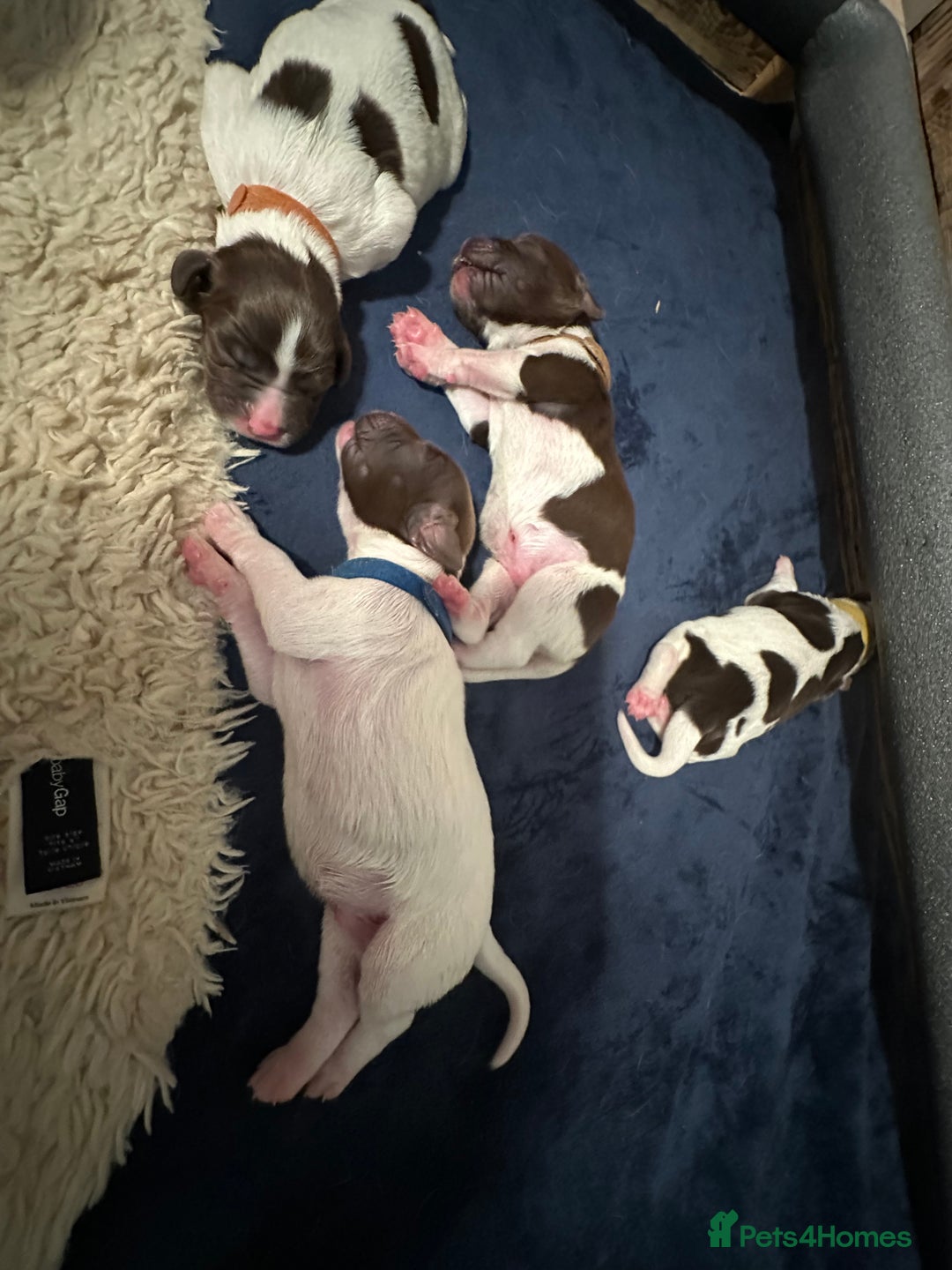 English Springer Spaniel dogs for sale: KC registered Springer Spainel  - Advert 17
