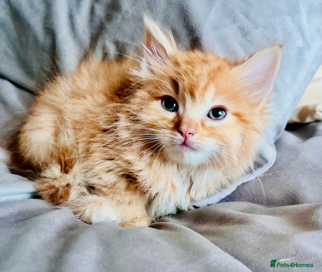 Ragdoll cats for sale: Ragdoll babies  - Advert 1