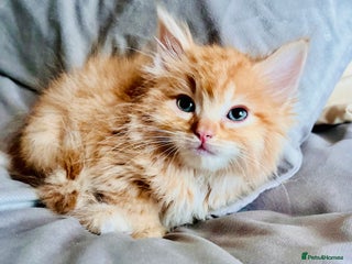 Ragdoll cats Ragdoll babies ready for Christmas - Advert 1