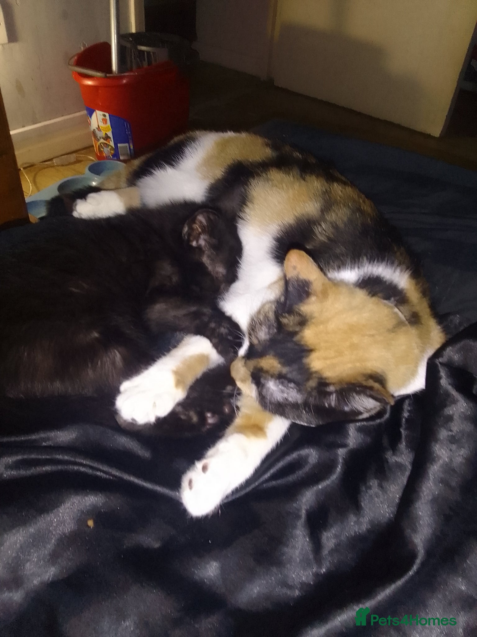 Mixed Breed cats for sale: Four female kittens ready for a new home   in Aylesbury - Advert 1