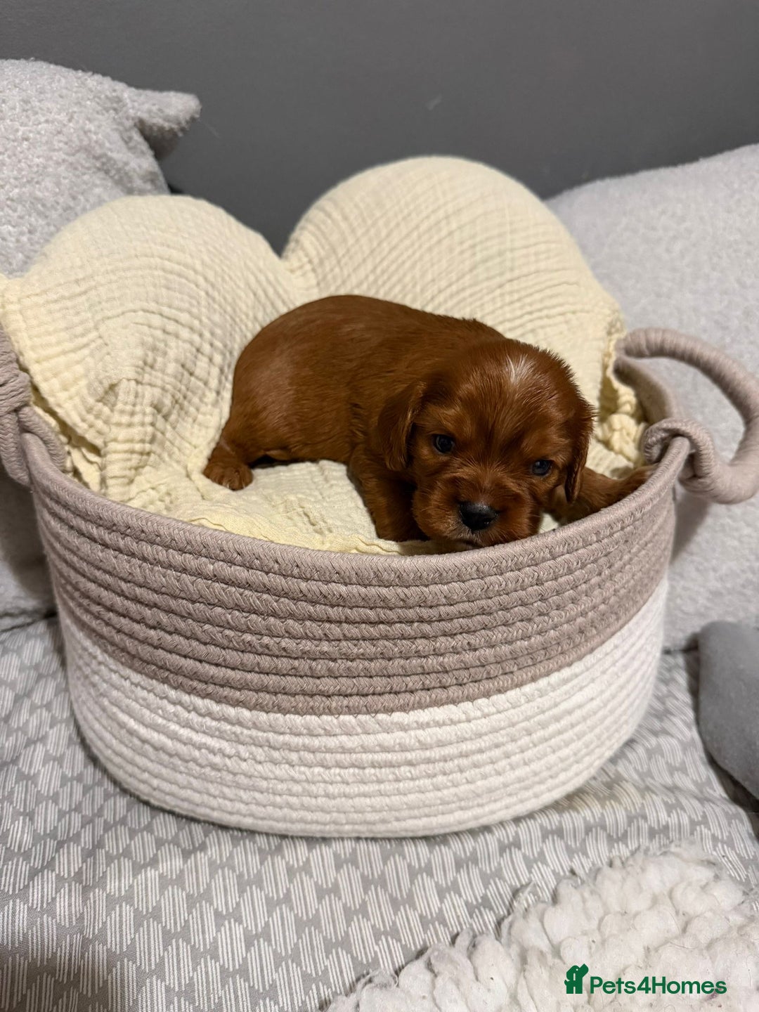 Cavalier King Charles Spaniel dogs for sale: Beautiful KC Registered Boy ✨ Health Tested ✨ - Advert 20