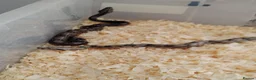 Boa Snake reptiles for sale: A knot of Boa babies  - Advert 5