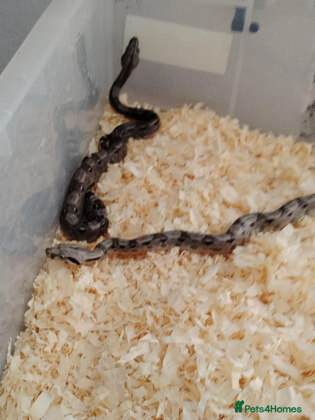 Boa Snake reptiles for sale: A knot of Boa babies  - Advert 5