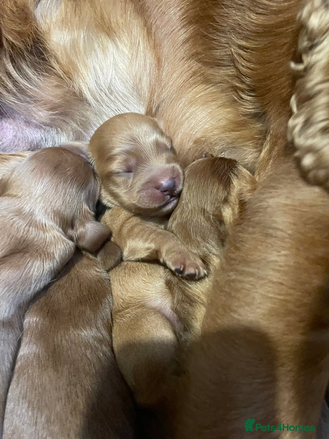 Cockapoo dogs for sale: F1 Purebed Red cockapoo 5 ⭐️ genetics & health - Image 1