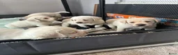 Labrador Retriever dogs for sale: Super Pedigree Labrador Puppies - Advert 2