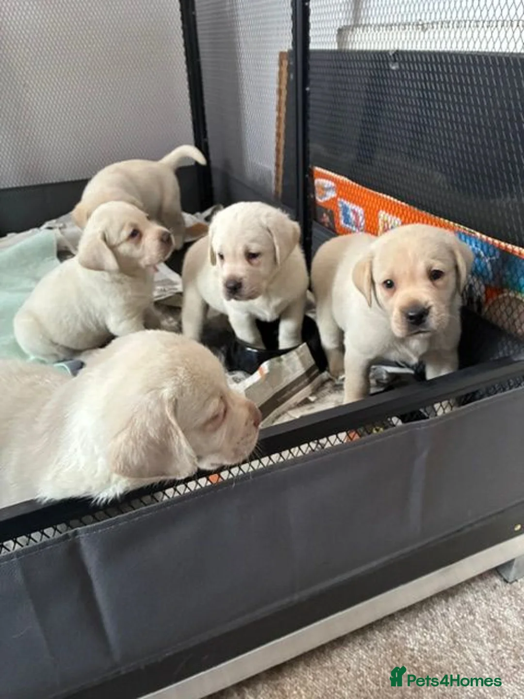 Labrador Retriever dogs for sale: Super Pedigree Labrador Puppies - Advert 2