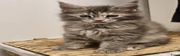 Maine Coon cats for sale: BEAUTIFUL MAINE COON KITTENS - Advert 3