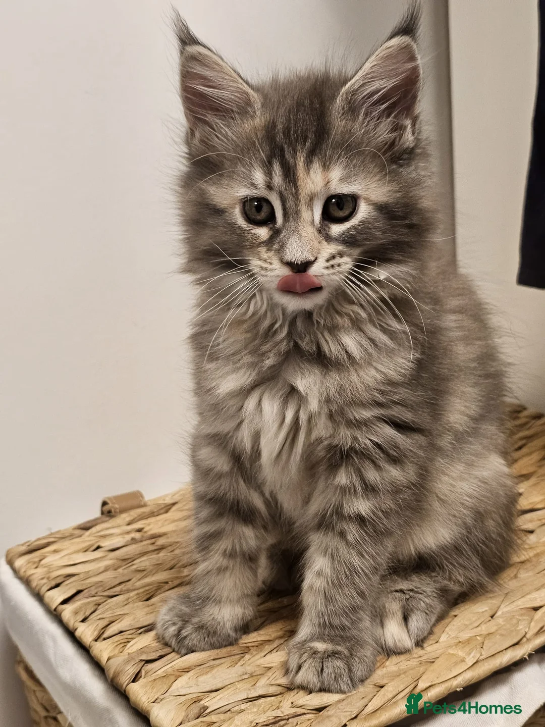Maine Coon cats for sale: BEAUTIFUL MAINE COON KITTENS - Advert 3