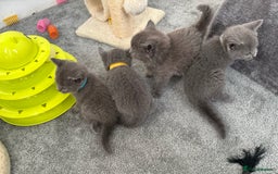 Russian Blue cats for sale: Russian Blue Kittens  - Advert 4