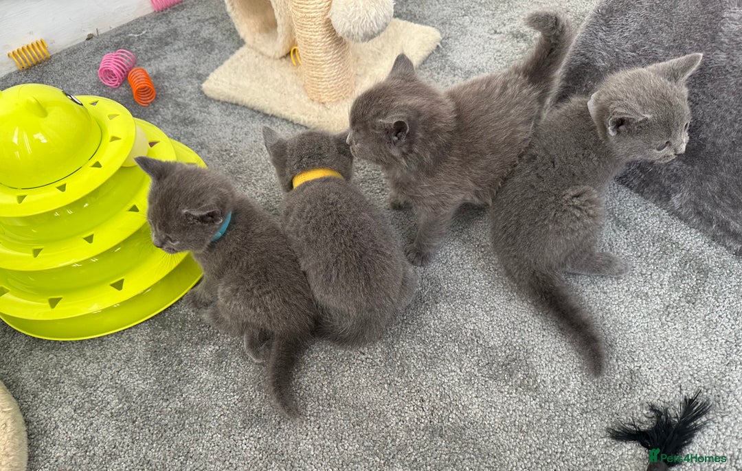 Russian Blue cats for sale: Russian Blue Kittens  - Advert 4