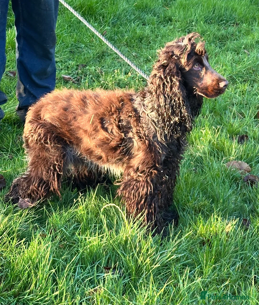 Cocker Spaniel dogs for sale: Handsome chocolate roan boy - Advert 1