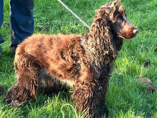 Cocker Spaniel dogs Handsome chocolate roan boy - Advert 8