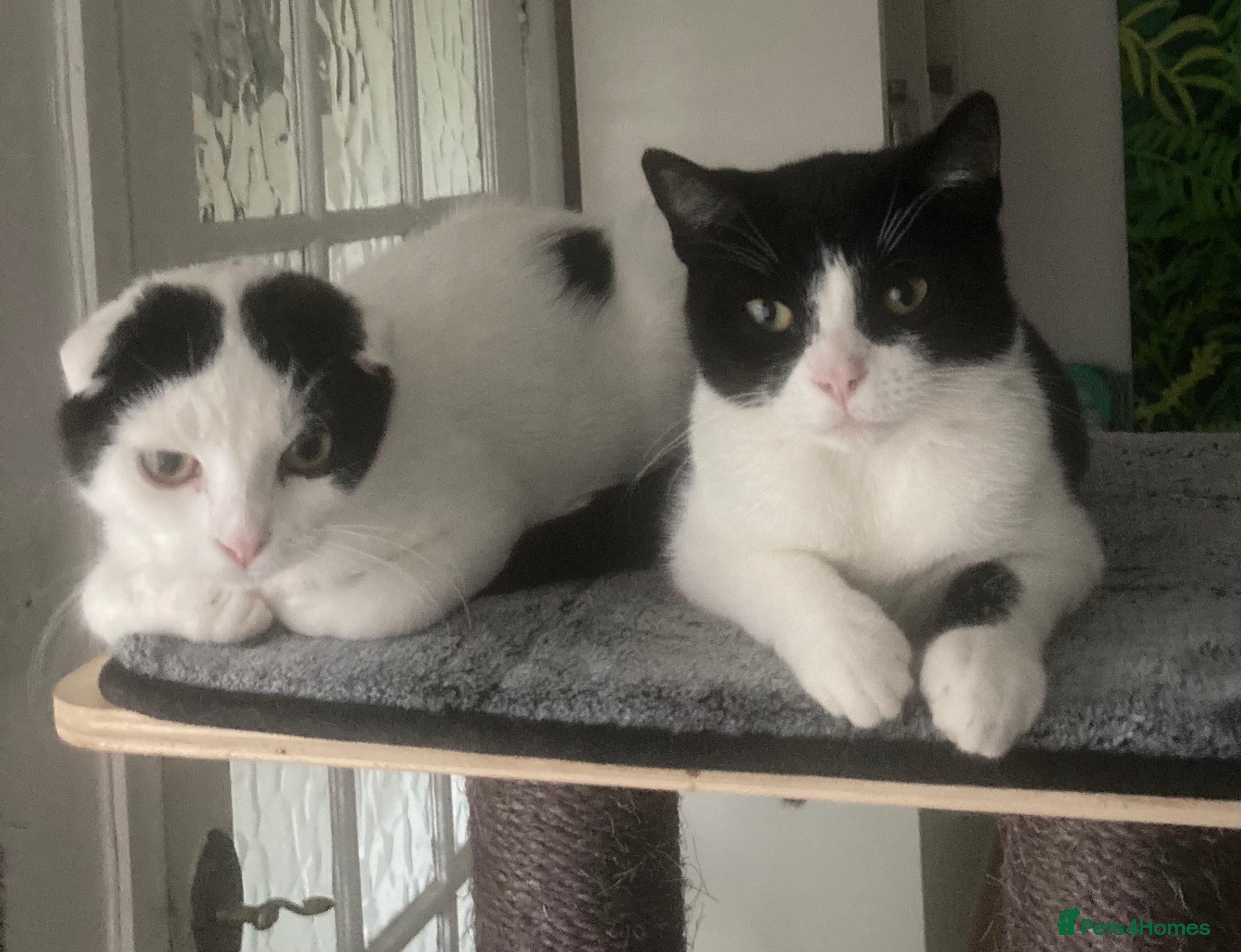 Scottish Fold cats 3 kittens - Advert 11