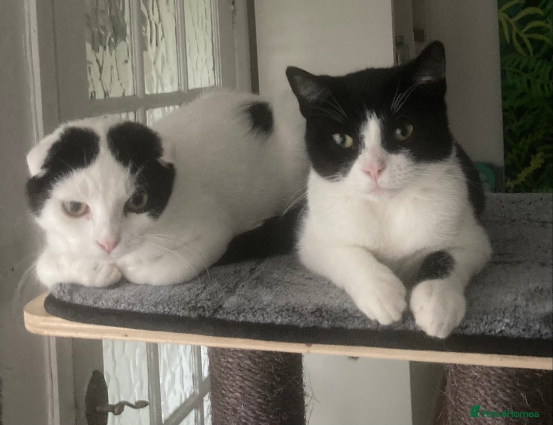 Scottish Fold cats for sale: 3 kittens - Image 1