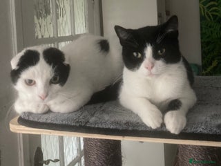 Scottish Fold cats - Advert 13