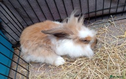 Mini Lion Lop rabbits for sale: 3 boys 1 girl mini lion lop - Image 14