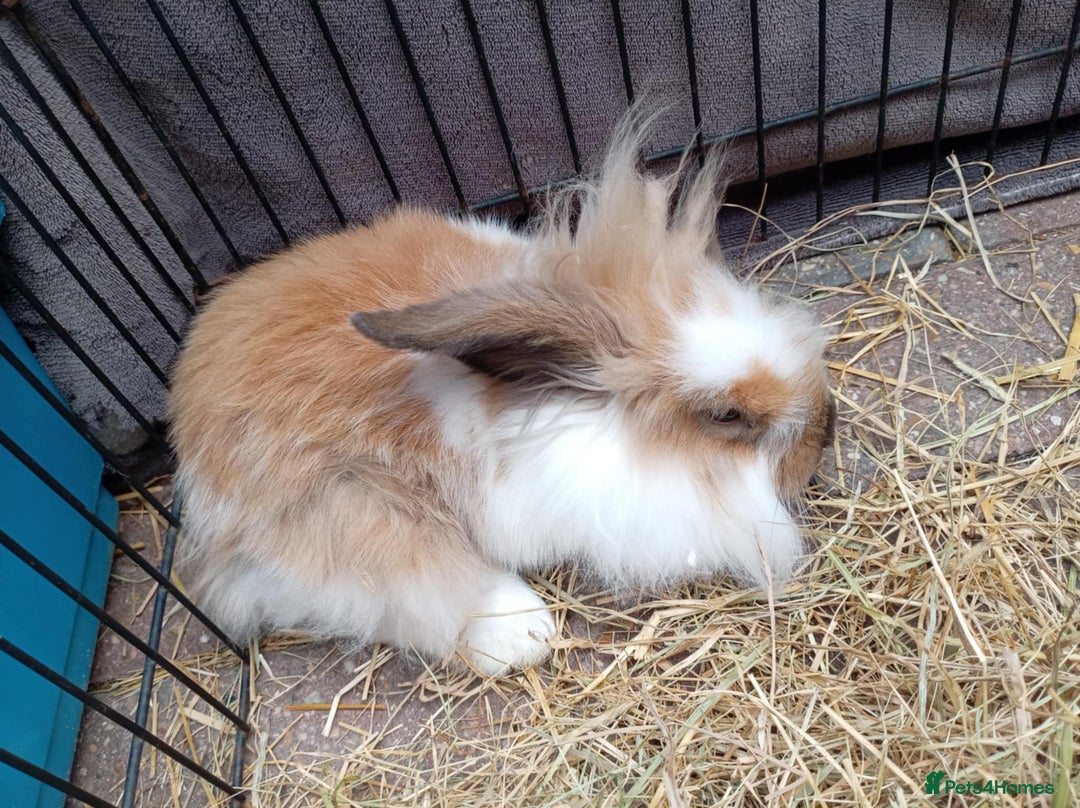 Mini Lion Lop rabbits for sale: 3 boys 1 girl mini lion lop - Image 14