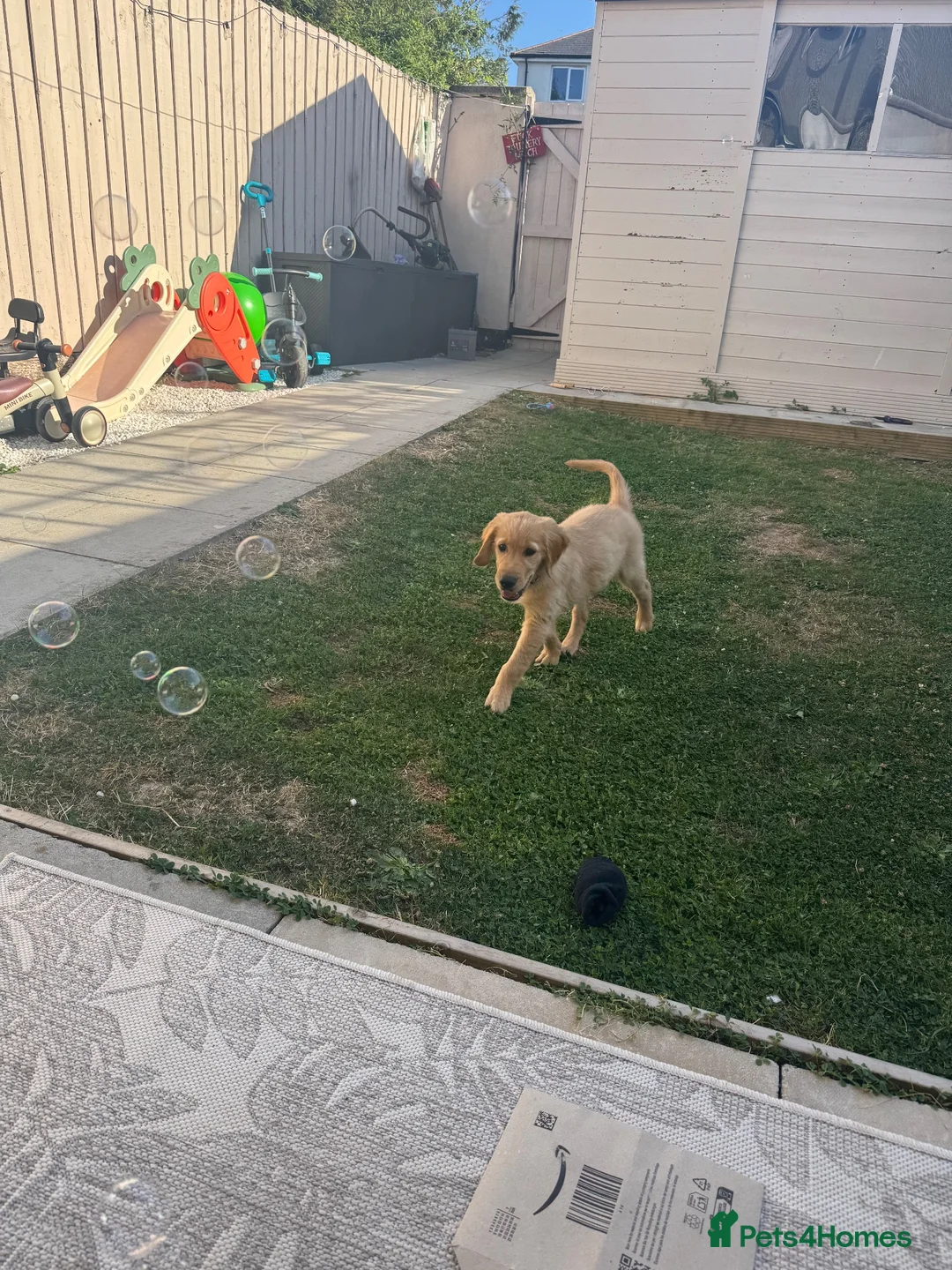 Golden Retriever dogs for sale: Gorgeous 16-Week-Old Golden Retriever Boy – Marley - Advert 2