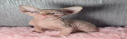Sphynx cats for sale: 🐾 Gorgeous Sphynx Kittens – Reservations Open! 🐾 - Advert 13