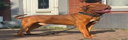 Dogue De Bordeaux dogs for stud: 🧡🧡PROVEN Dogue de Bordeaux VINNIE for STUD🧡🧡 - Advert 3