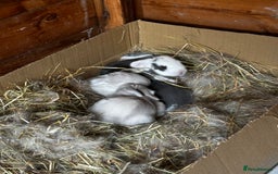 French Lop rabbits for sale: 🩵Stunning litter pure bred blue eye French lops🩵 - Image 19