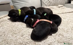 Mixed Breed dogs for sale: Cane corso mix Akita  - Image 3