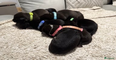 Mixed Breed dogs - Advert 9