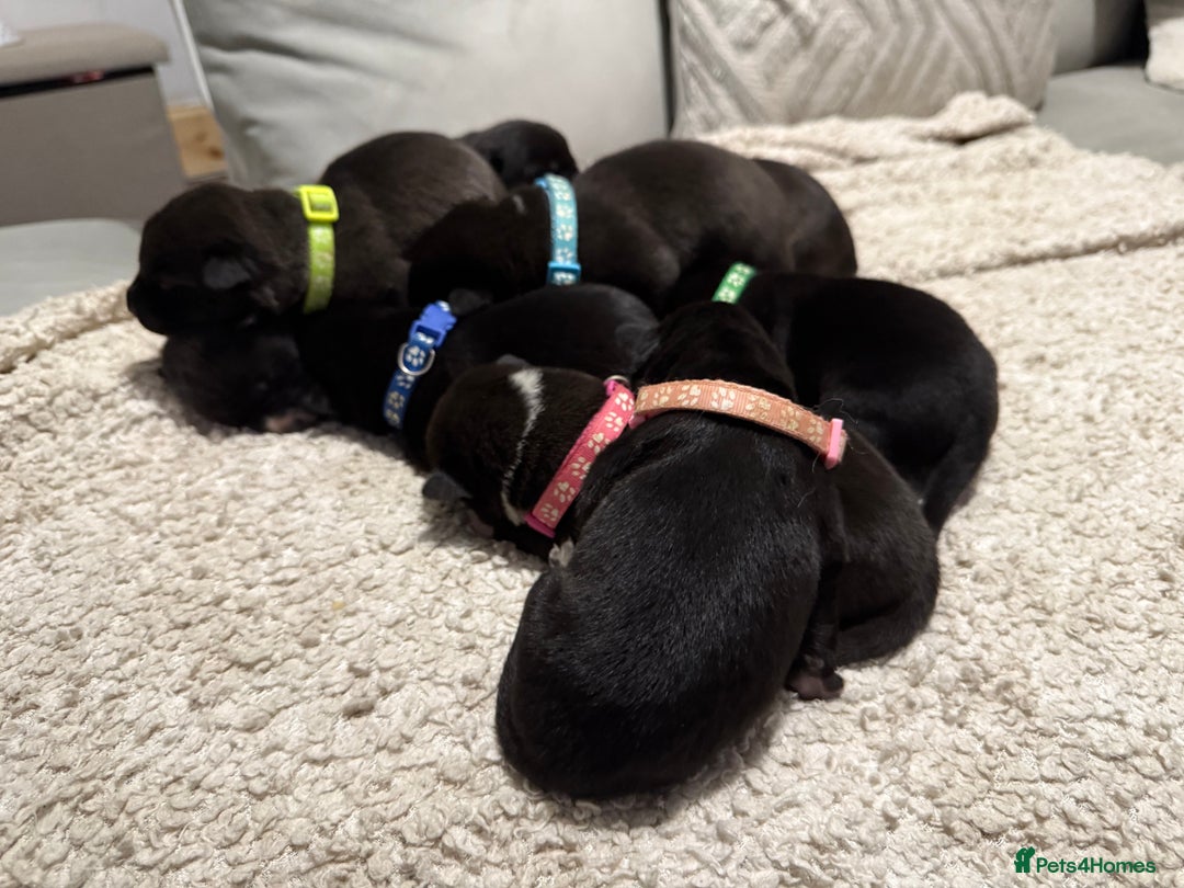 Mixed Breed dogs for sale: Cane corso mix Akita  - Image 3