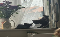 Domestic Shorthair cats for sale: Black kittens  - Image 12