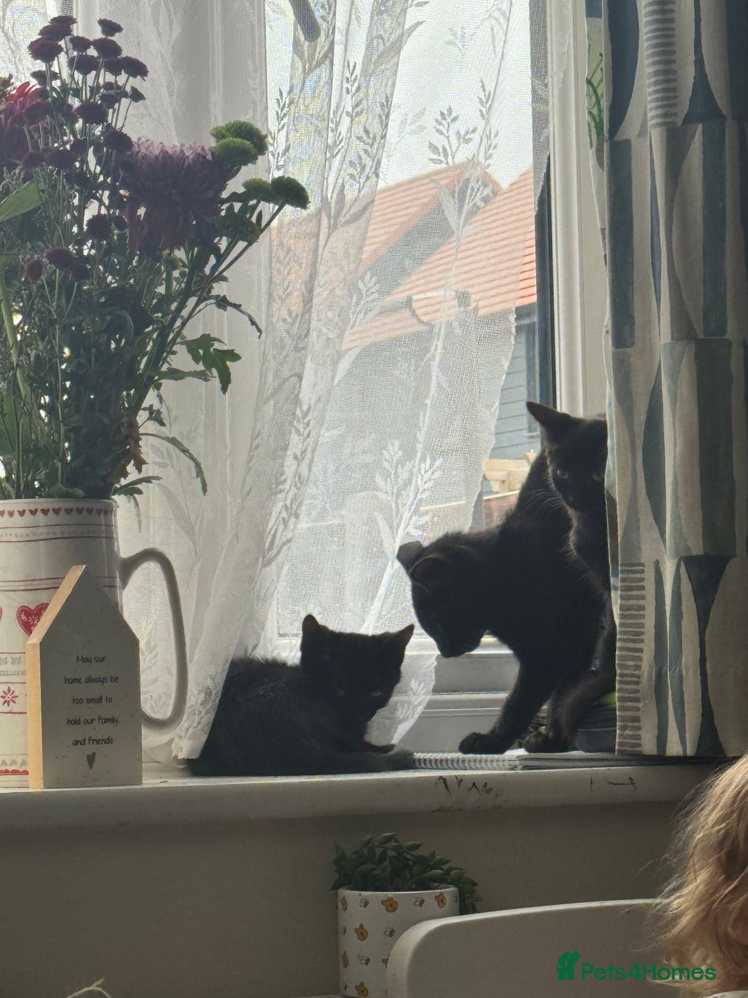 Domestic Shorthair cats for sale: Black kittens  - Image 12