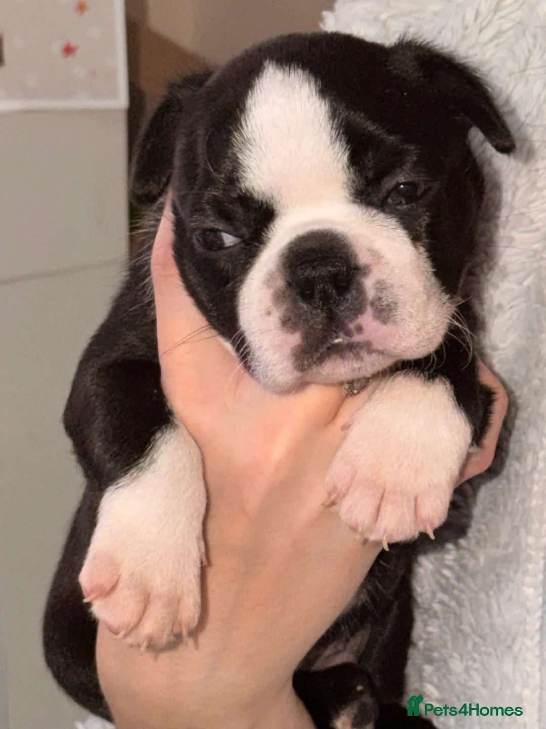 Boston Terrier dogs for sale: Quality Lines KC Registered Boston Terrier Puppies - Advert 7