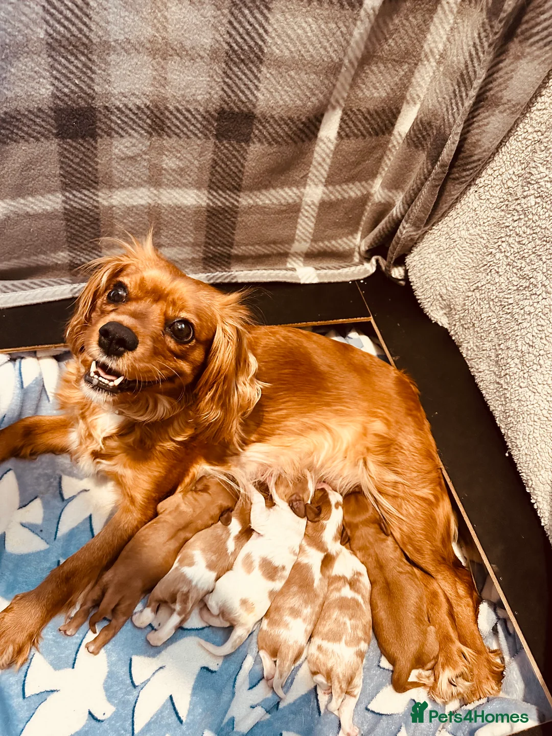 Cavalier King Charles Spaniel dogs for sale: 6 SWEET LITTLE BEAUTIES 2 boys 4 girls  - Advert 2