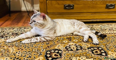 Bengal cats - Advert 6