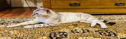 Bengal cats for stud: ✨ Snow Bengal Stud Available- TICA Active ✨  - Advert 2