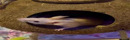 Mouse rodents for sale: Four male naked mice, with complete set up & food - Advert 3